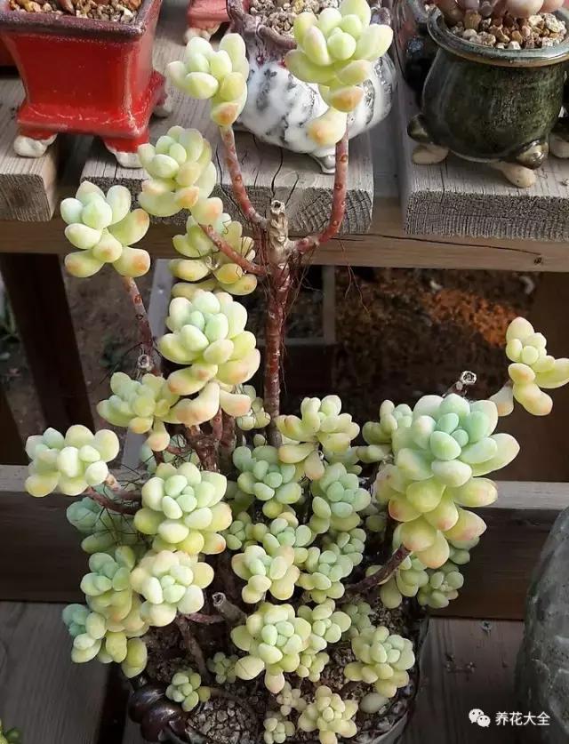 10多万一盆的多肉有吗 (他凭一个浇水口诀养了2000盆多肉)