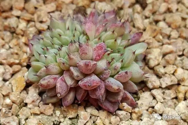 10多万一盆的多肉有吗 (他凭一个浇水口诀养了2000盆多肉)