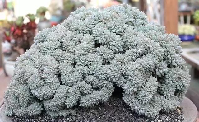 10多万一盆的多肉有吗 (他凭一个浇水口诀养了2000盆多肉)