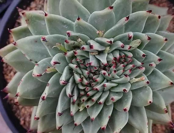 10多万一盆的多肉有吗 (他凭一个浇水口诀养了2000盆多肉)