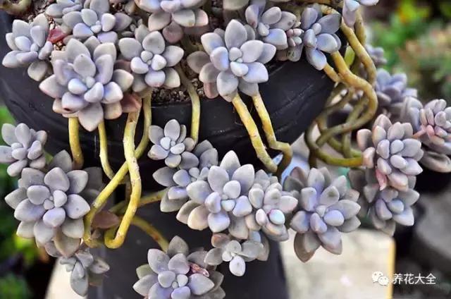 10多万一盆的多肉有吗 (他凭一个浇水口诀养了2000盆多肉)