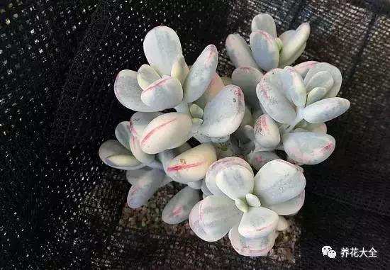 10多万一盆的多肉有吗 (他凭一个浇水口诀养了2000盆多肉)