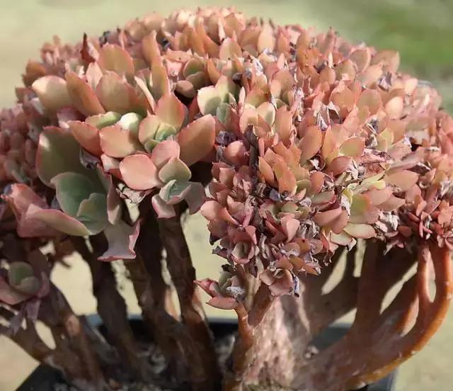 10多万一盆的多肉有吗 (他凭一个浇水口诀养了2000盆多肉)