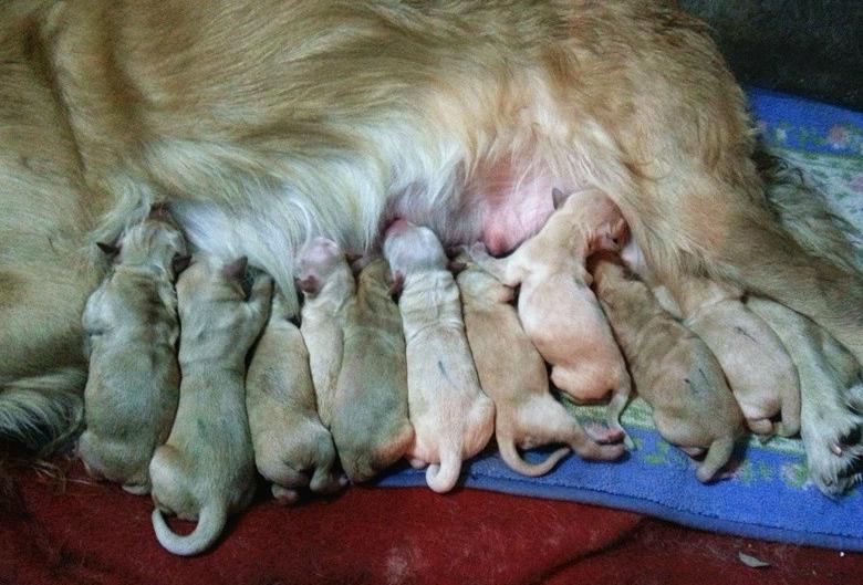 狗狗怀孕要注意哪些重要点,狗狗产后注意事项