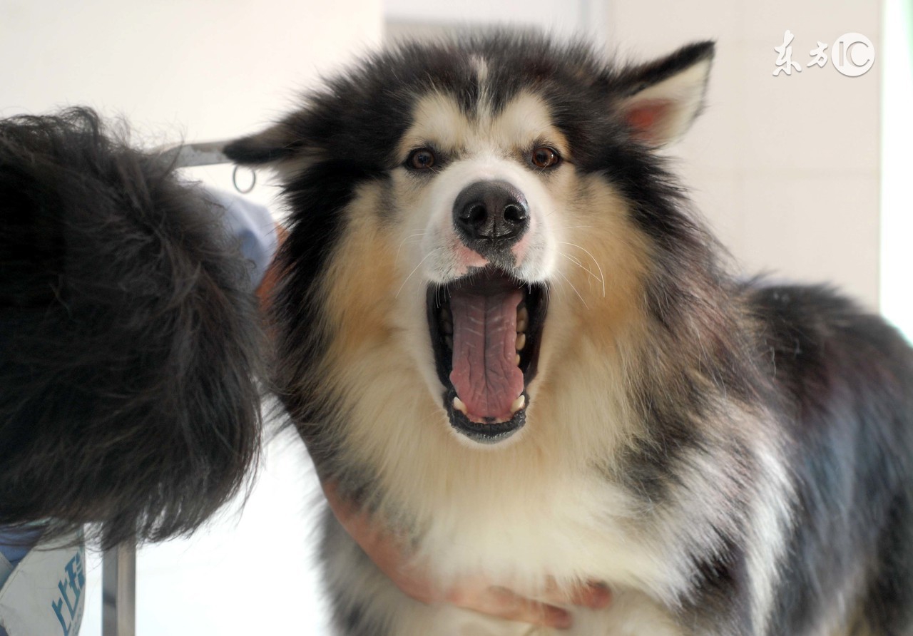 1982年属狗富贵命一览表,82年属狗人哪个时辰出生的好