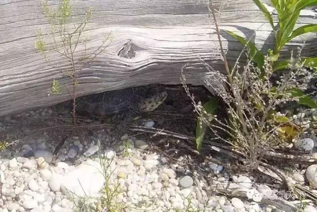 藏穴是什么意思,藏穴