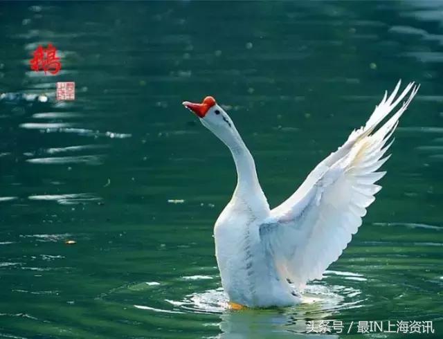 上海话念不了诗,上海话念古诗词