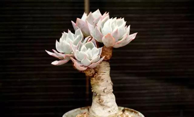多肉老桩只剩下杆子了能养活吗,十年以上的多肉老桩有哪些