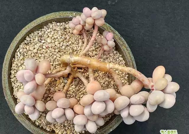 多肉老桩只剩下杆子了能养活吗,十年以上的多肉老桩有哪些