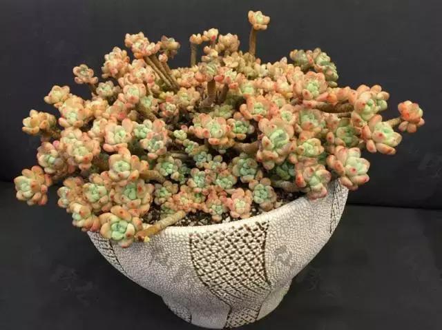 多肉老桩只剩下杆子了能养活吗,十年以上的多肉老桩有哪些