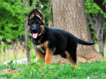 如何挑选一只血统纯正的德牧,怎么挑选好的德牧小犬