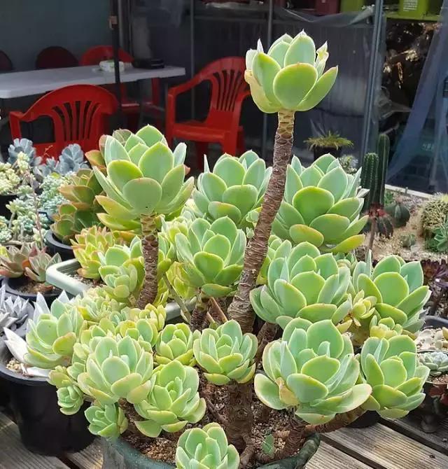 多肉老桩只剩下杆子了能养活吗,十年以上的多肉老桩有哪些