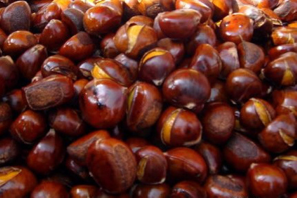 这些饵料堪称经典你用过几种,比较冷门但是效果却很好的饵料