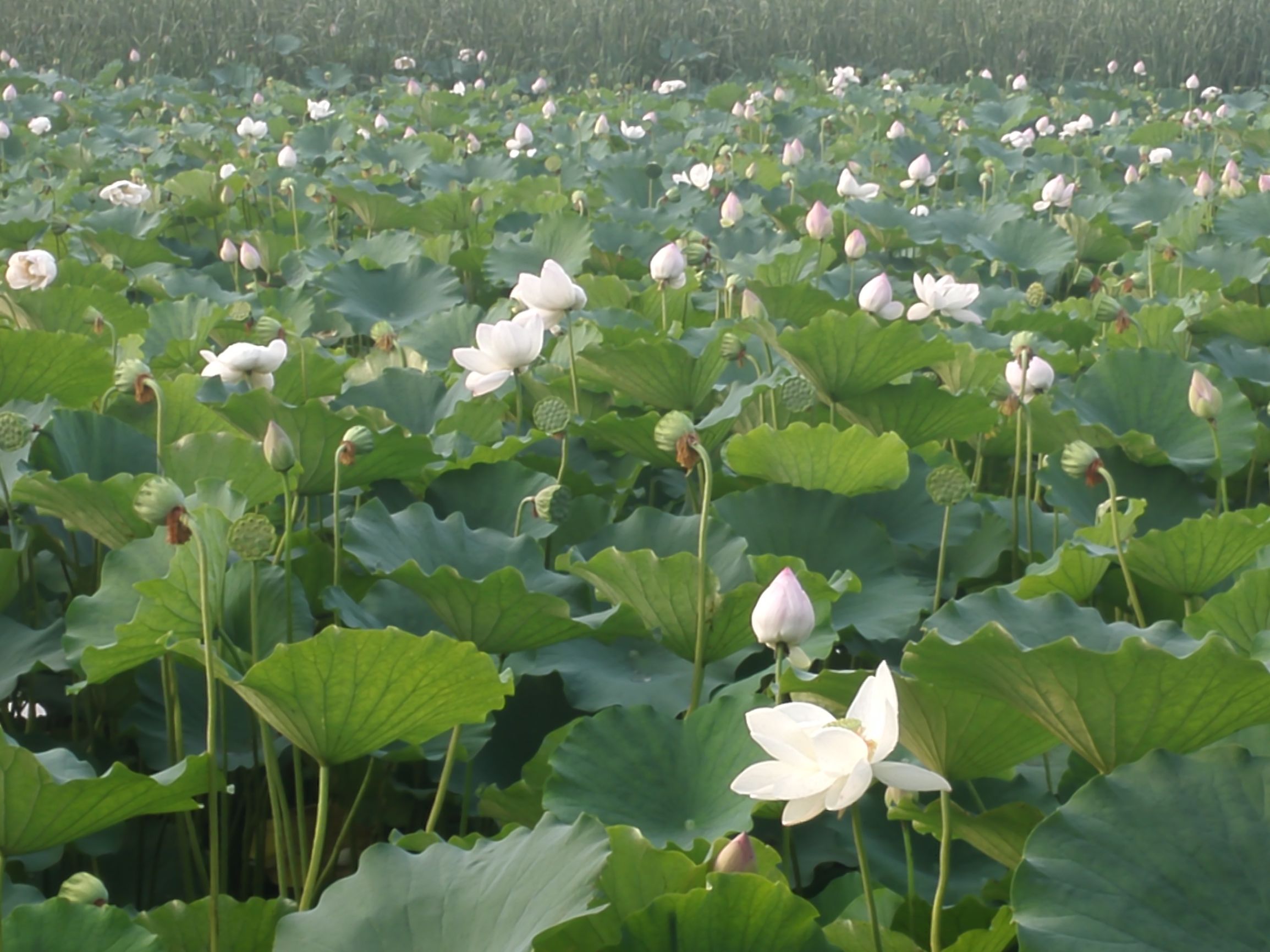 北京顺义湿地公园免费景点,去顺义好玩的地方推荐
