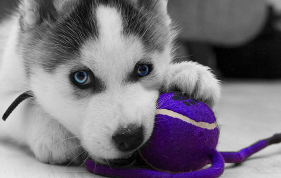 哈士奇不吃东西怎么办尿黄,哈士奇不吃钙片怎么办