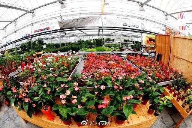 政府垫资入股贫困户享受收益|长安产业脱贫6到飞起