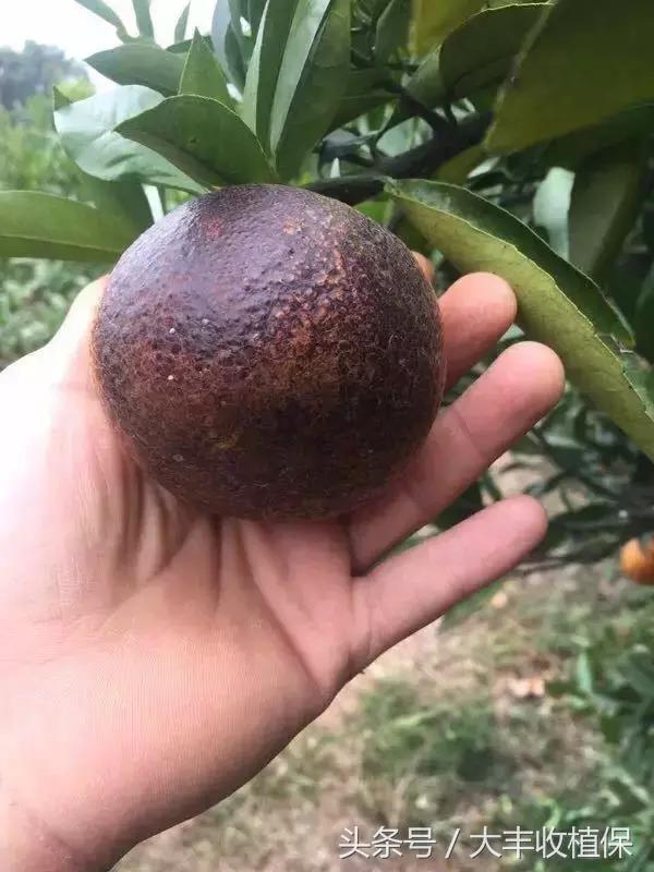 柑橘锈壁虱爆发期来临,柑橘颜值杀手锈壁虱如何防治