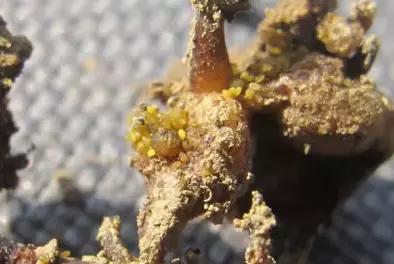 葡萄二星叶蝉虫害防治方法,葡萄的虫害有哪些