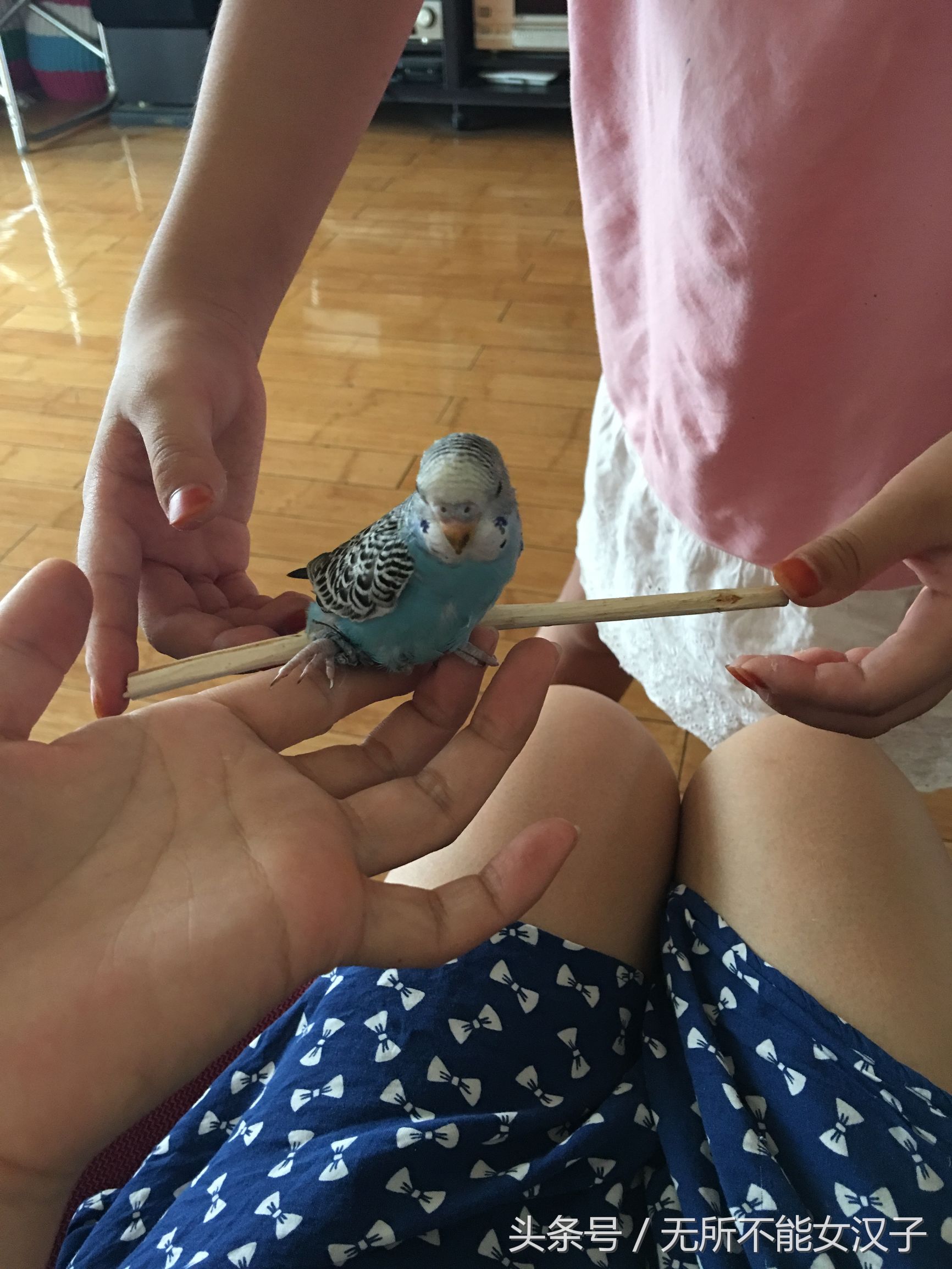 八字腿矫正后的鹦鹉,虎皮八字脚矫正几天