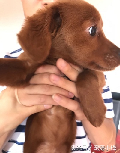 出售泰迪幼犬30元一只,出售幼犬100元以内泰迪