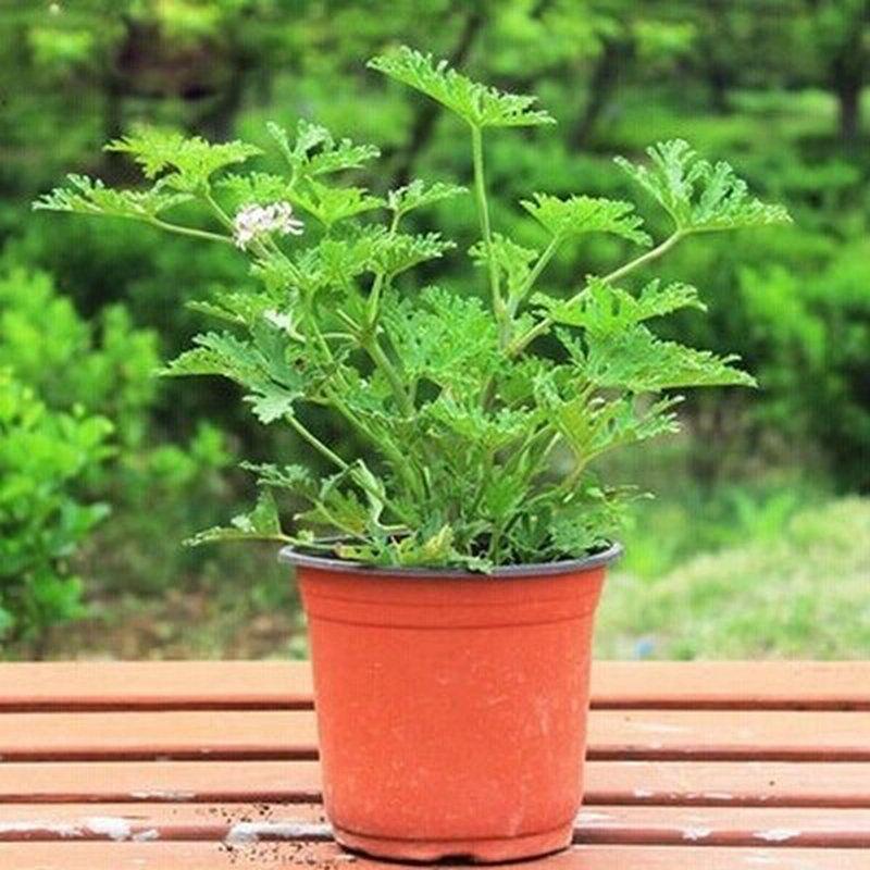 驱蚊草驱不驱蚊子,室内养驱蚊草真的驱得了蚊子吗