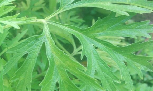 三伏天用艾水泡脚可以祛湿吗,三伏天用艾叶能清除身体的湿气吗