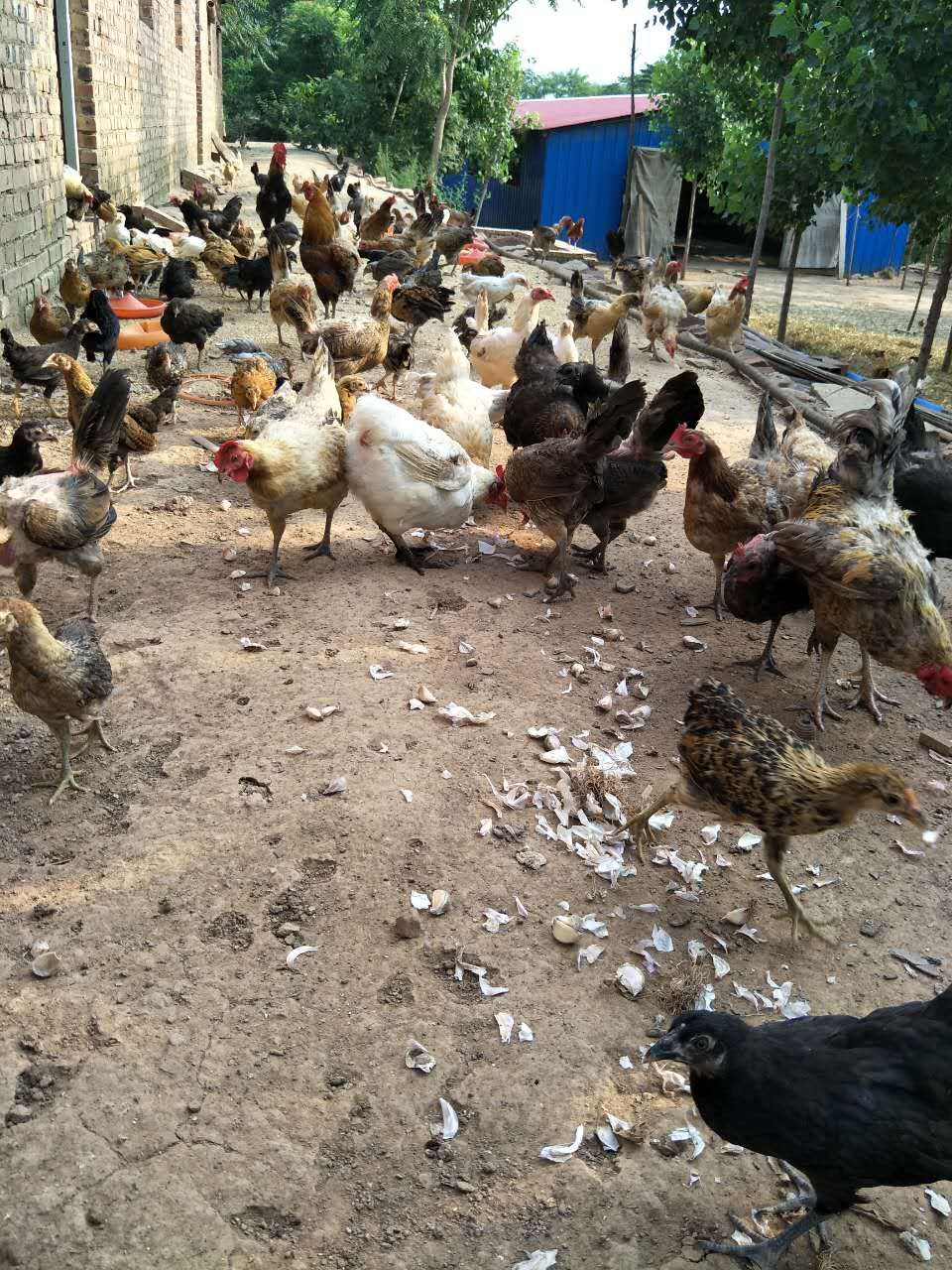 大蒜乌骨鸡,大蒜公鸡