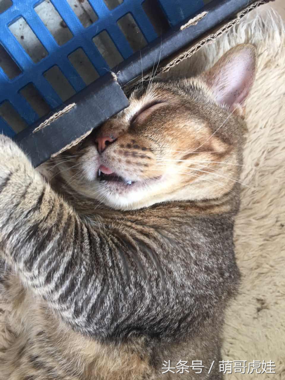 喵星人睡觉懒散,猫咪睡得太死叫不醒正常吗