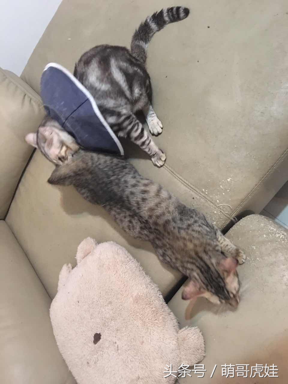 喵星人睡觉懒散,猫咪睡得太死叫不醒正常吗