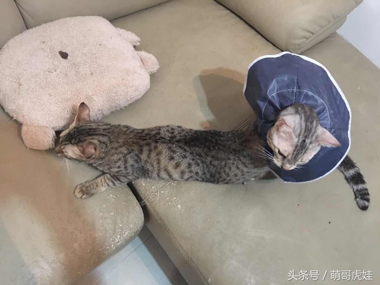 喵星人睡觉懒散,猫咪睡得太死叫不醒正常吗