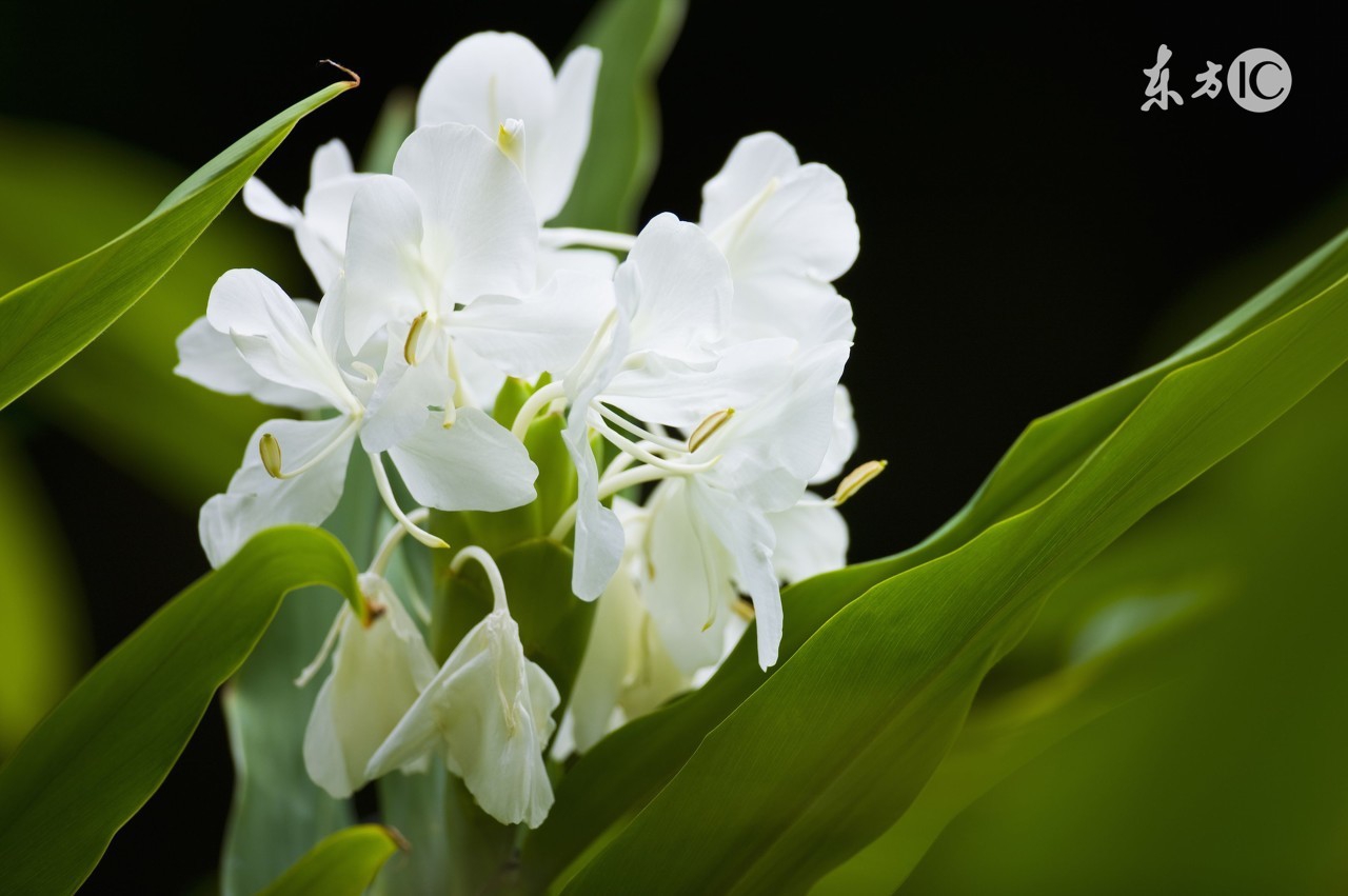 女子顺走天价花,女子顺走50万彩礼