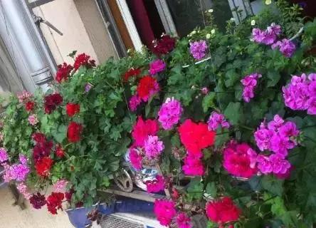 驱蚊草天竺葵怎么养殖,驱蚊草香叶天竺葵对猫咪有害吗