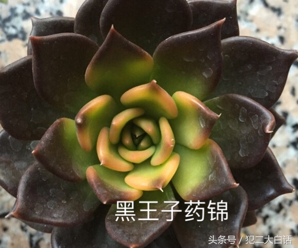 解密!识破药锦!如此简单!犯二多肉养成计划第十篇!