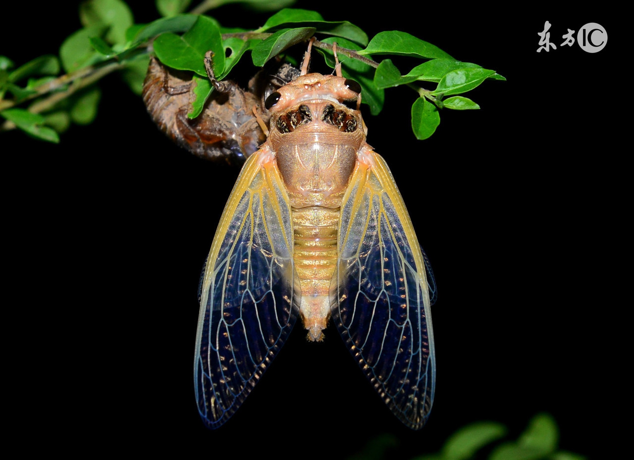 三十六计金蝉脱壳启示,三十六计金蝉脱壳教学