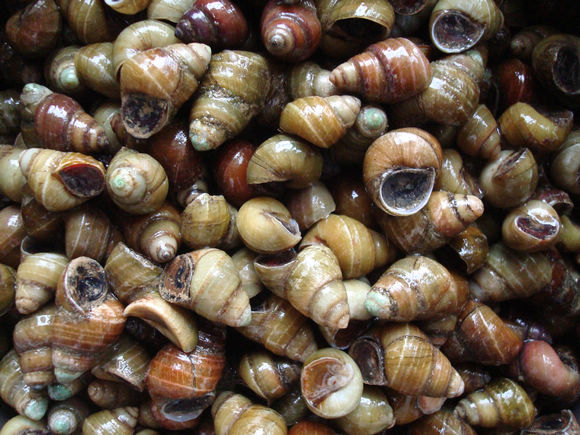 水生生物有哪些简单常见,水生常见生物