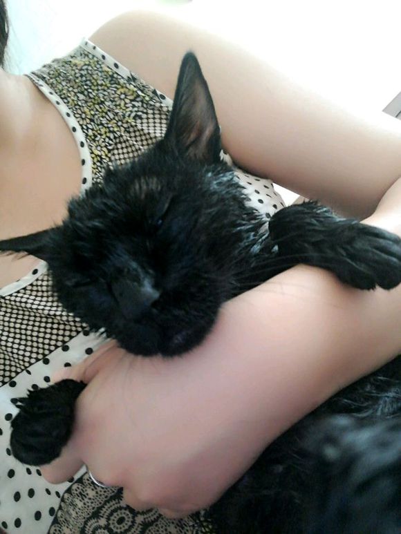 话不投机半句多,一言不合就开咬,这猫是不是被我宠坏了!