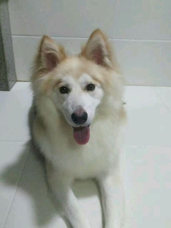 萨摩耶是狐狸和狗的杂交,阿拉斯加和萨摩耶最可爱的样子