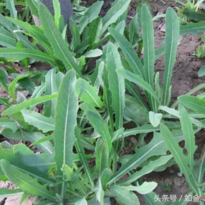 睁大眼睛：田间这种杂草，养猪人爱不释手！