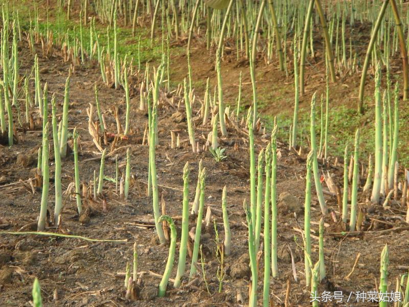 芦笋种子要怎么种植全过程,芦笋的种植时间和方法图解