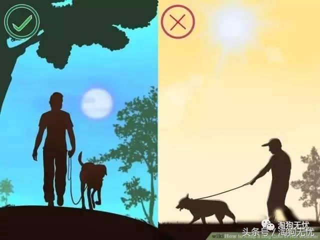 狗狗中暑引发心脏病怎么办,狗狗中暑后一直叫是怎么了