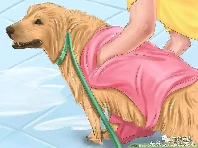 狗狗中暑引发心脏病怎么办,狗狗中暑后一直叫是怎么了