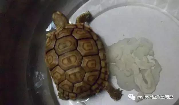 我是陆龟但是我也很怕热哦，千万不要让我暴晒哟