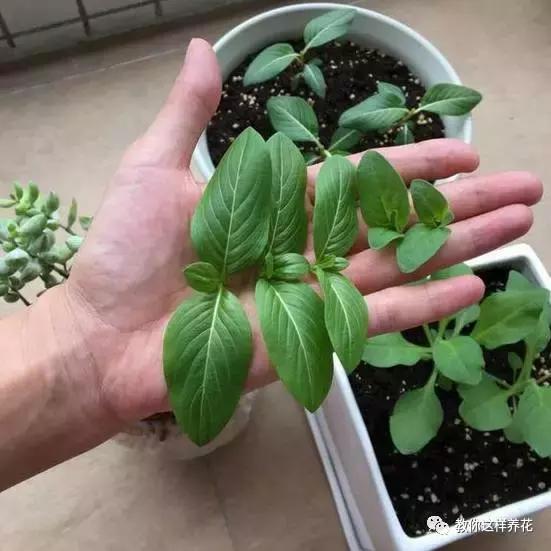 她把这些花养成了花球，竟然靠的是小小剪刀一把？