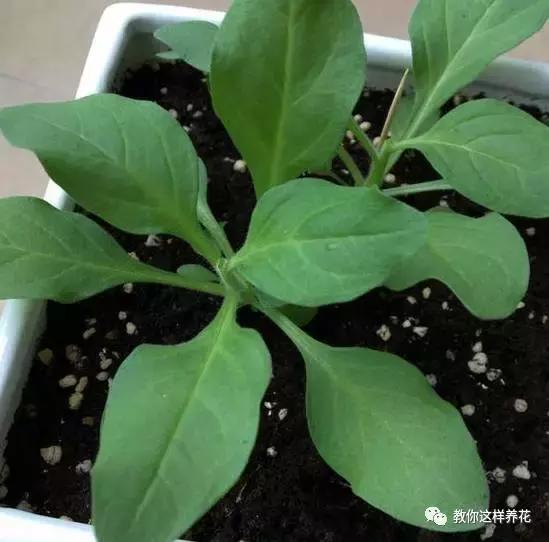 她把这些花养成了花球，竟然靠的是小小剪刀一把？