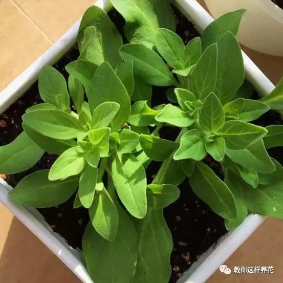 她把这些花养成了花球，竟然靠的是小小剪刀一把？