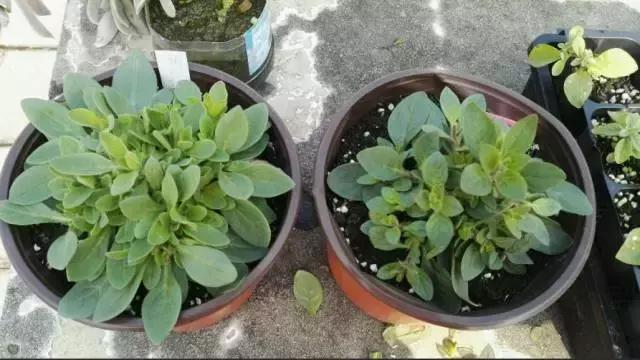 她把这些花养成了花球，竟然靠的是小小剪刀一把？