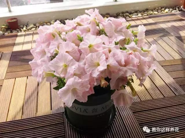 她把这些花养成了花球，竟然靠的是小小剪刀一把？