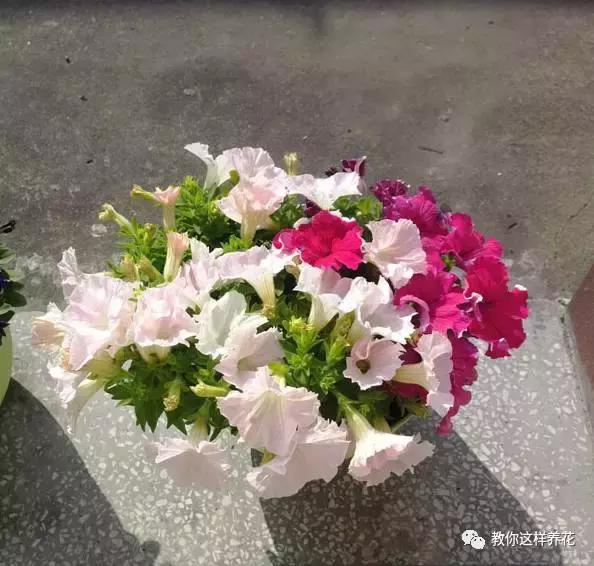 她把这些花养成了花球，竟然靠的是小小剪刀一把？