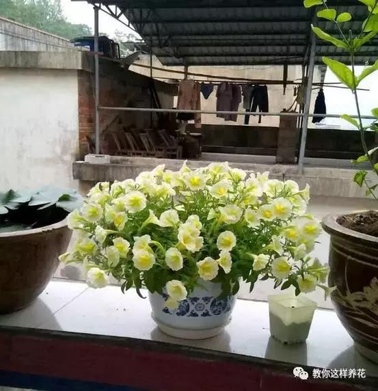 她把这些花养成了花球，竟然靠的是小小剪刀一把？