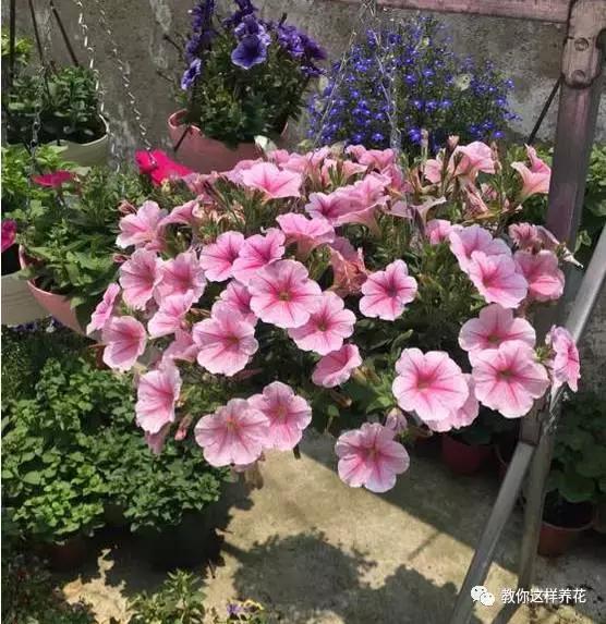 她把这些花养成了花球，竟然靠的是小小剪刀一把？